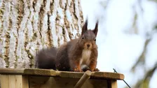 Bürger sollen Eichhörnchen per App zählen