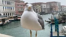 Möwen-Plage in Venedig: Hotels verteilen Wasserpistolen an Touristen