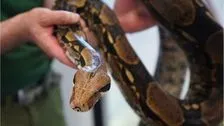 Physisches Phänomen: Darum erwürgen sich Schlangen nicht selbst