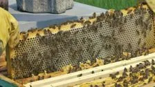 Fleißige Bienchen erobern PULS4