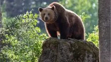 Wildtiere in Bayern: Der Braunbär