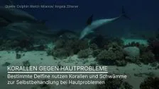 Heilende Korallen: Delphine «stehen» Schlange