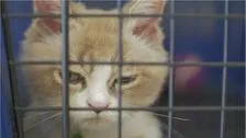 Deutsche Stadt führt Katzen-Lockdown ein: Das ist der Grund